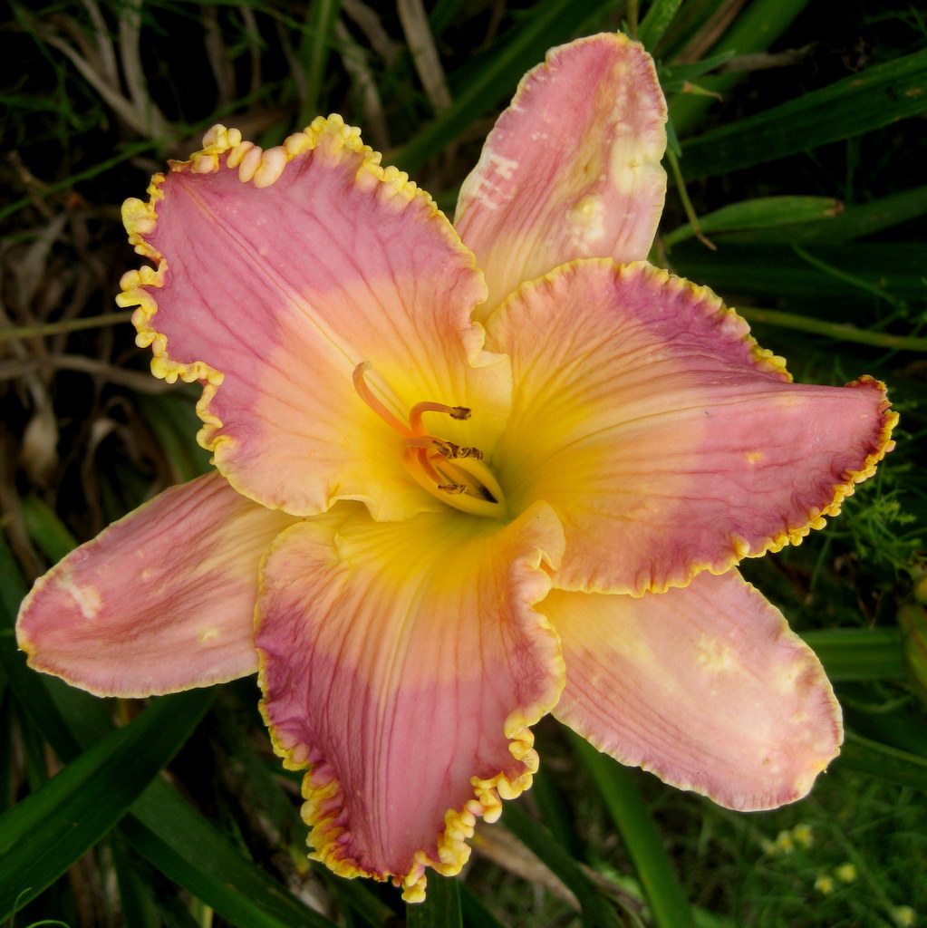 Hemerocallis 'Glass Bead Game'